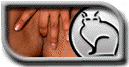 http://www.persiankitty.com